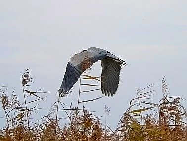 Blauwereiger061204